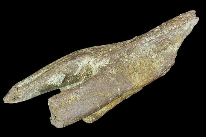 Partial Theropod Caudal (Tail) Vertebra - Montana #103752